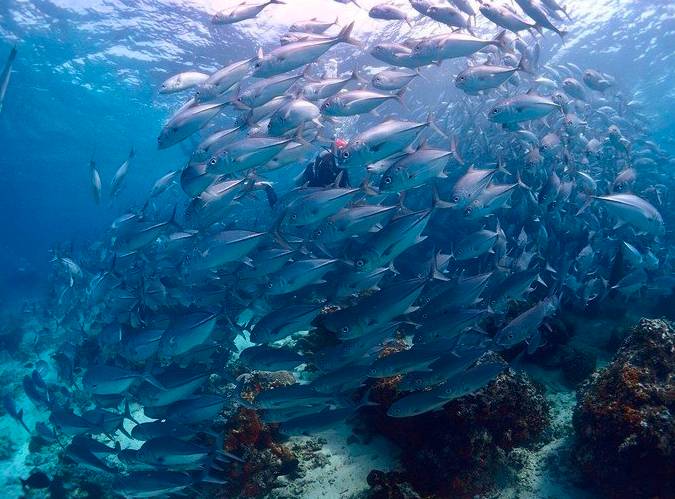 沙巴岛_薄荷岛和沙巴哪个好_沙巴美人鱼岛自由行