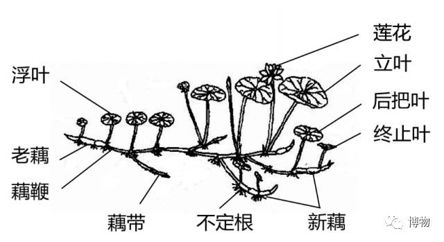 一周一果蔬吃藕才不丑呢