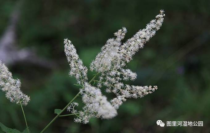 别名:北升麻 科属:毛茛科升麻属 茎:多年生草本,雌雄异 ..