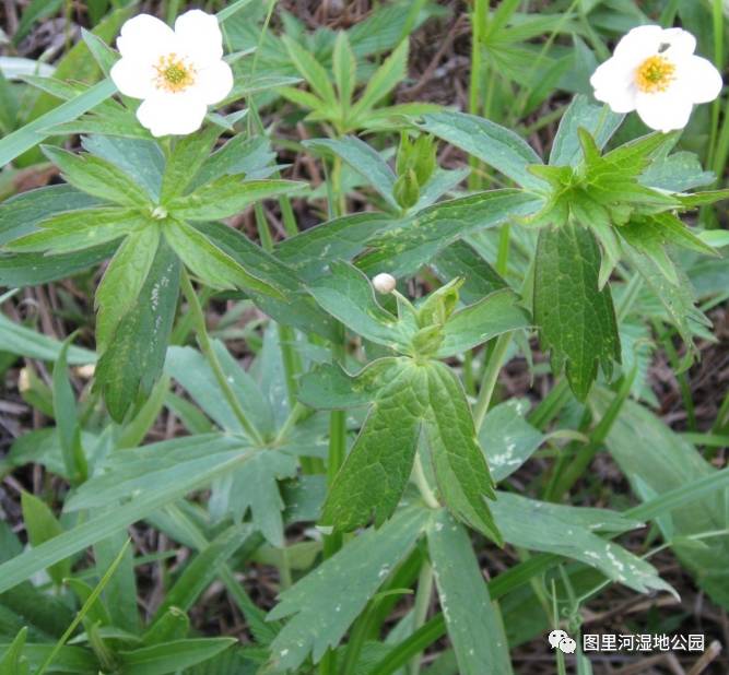 毛茛gèn科植物