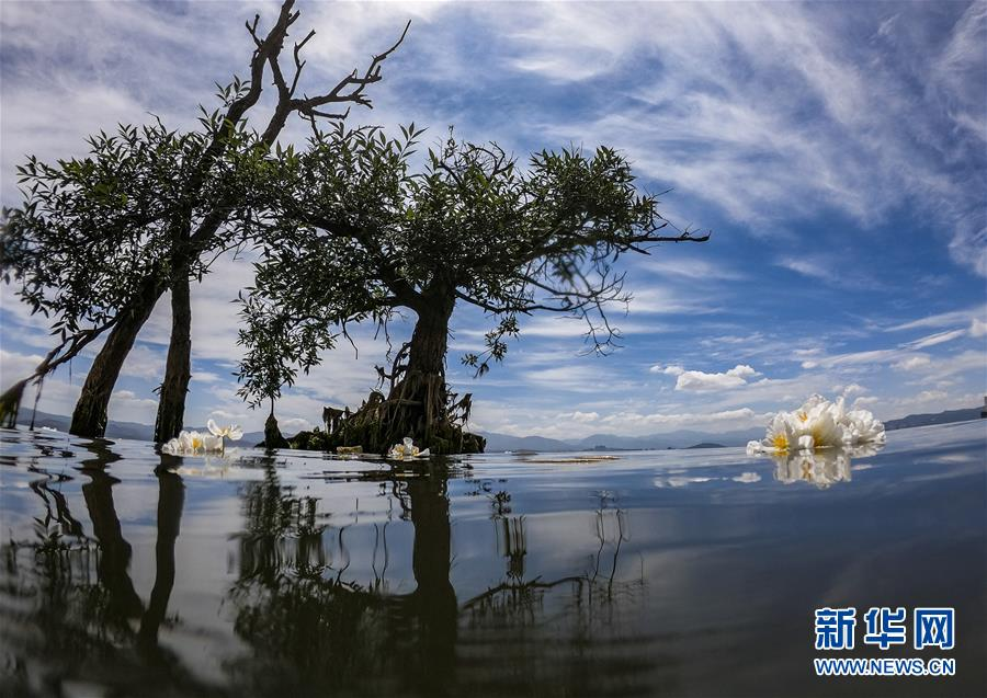 都安海菜花几月开花_海菜花_春菜花春菜花 影音先锋