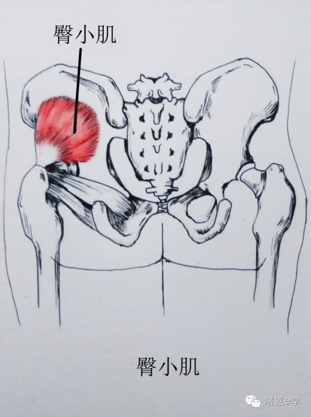 引起膝关节疼痛的10块肌肉