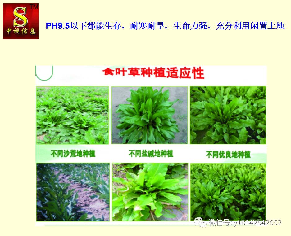 食叶草的特点: 1.种植一次采收25年,节省人工. 2.ph9.