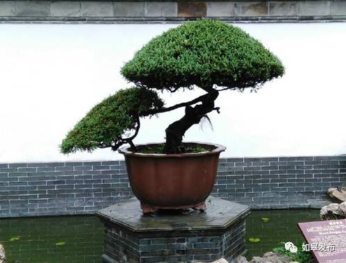 北宋教育家胡瑗留下的"蛟龙穿云"古柏盆景,已有一千多年历史,乃"镇