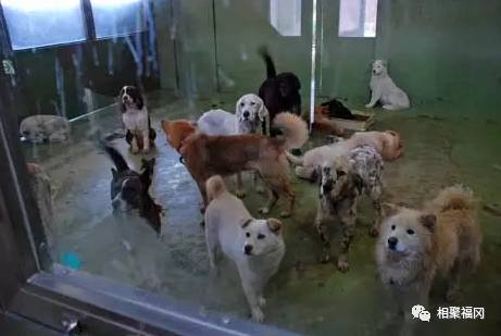 减少被遗弃宠物安乐死，日本福冈北九州动物中心就做到了