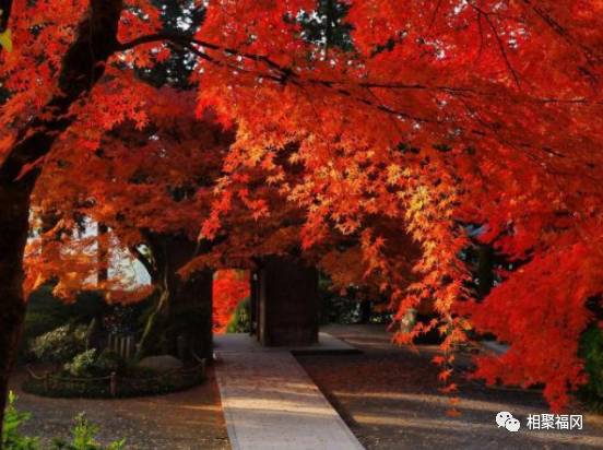 帶大家去實地看看日本大大興善寺的紅葉 這才是日本秋天的味道 相聚福岡 微文庫