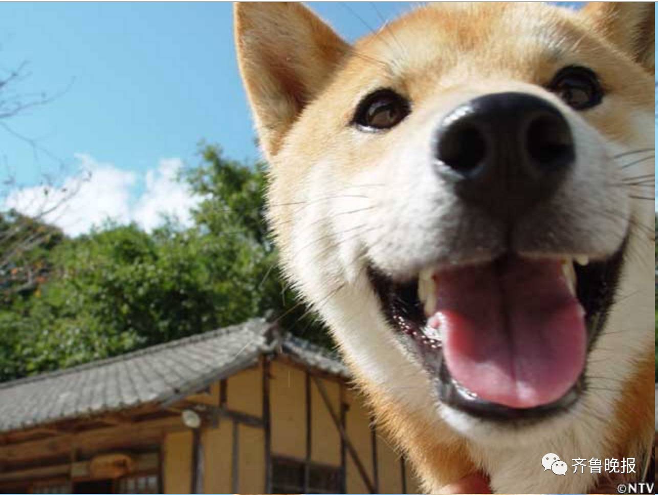 16歲表情包柴犬北登去世 日本網民集體哀悼
