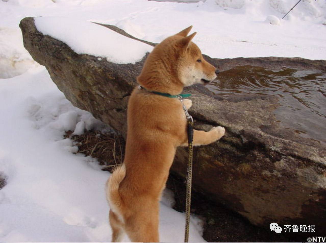 16岁表情包柴犬北登去世 日本网民集体哀悼