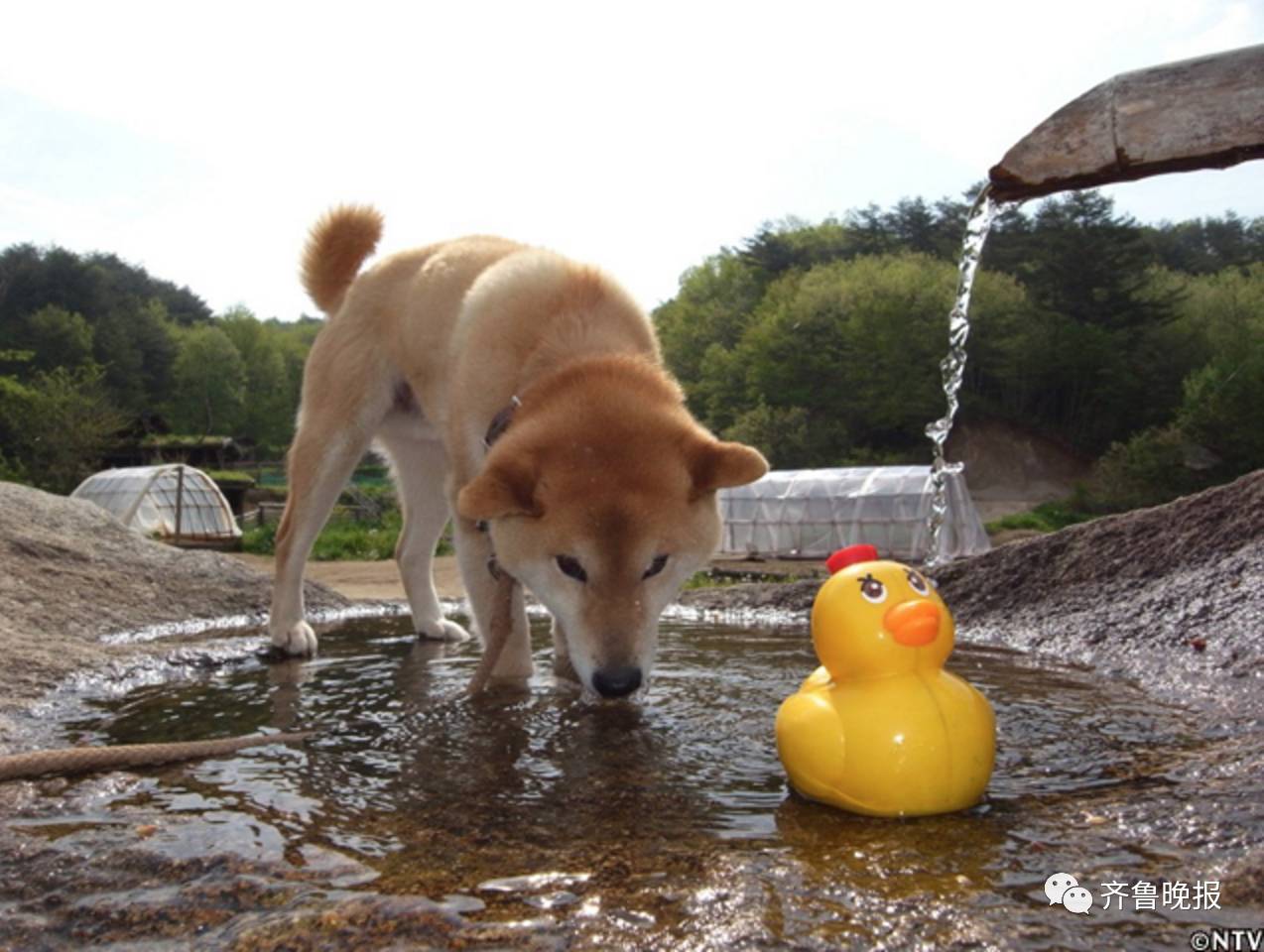 16岁表情包柴犬北登去世 日本网民集体哀悼