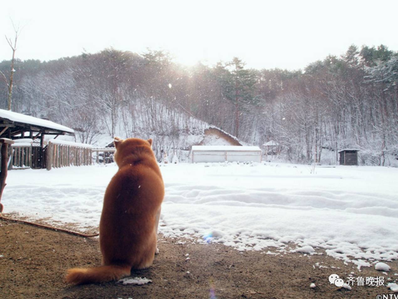 16歲表情包柴犬北登去世 日本網民集體哀悼