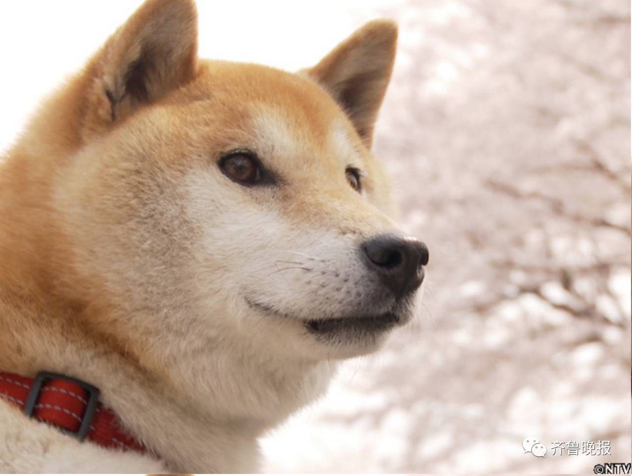 16岁表情包柴犬北登去世 日本网民集体哀悼