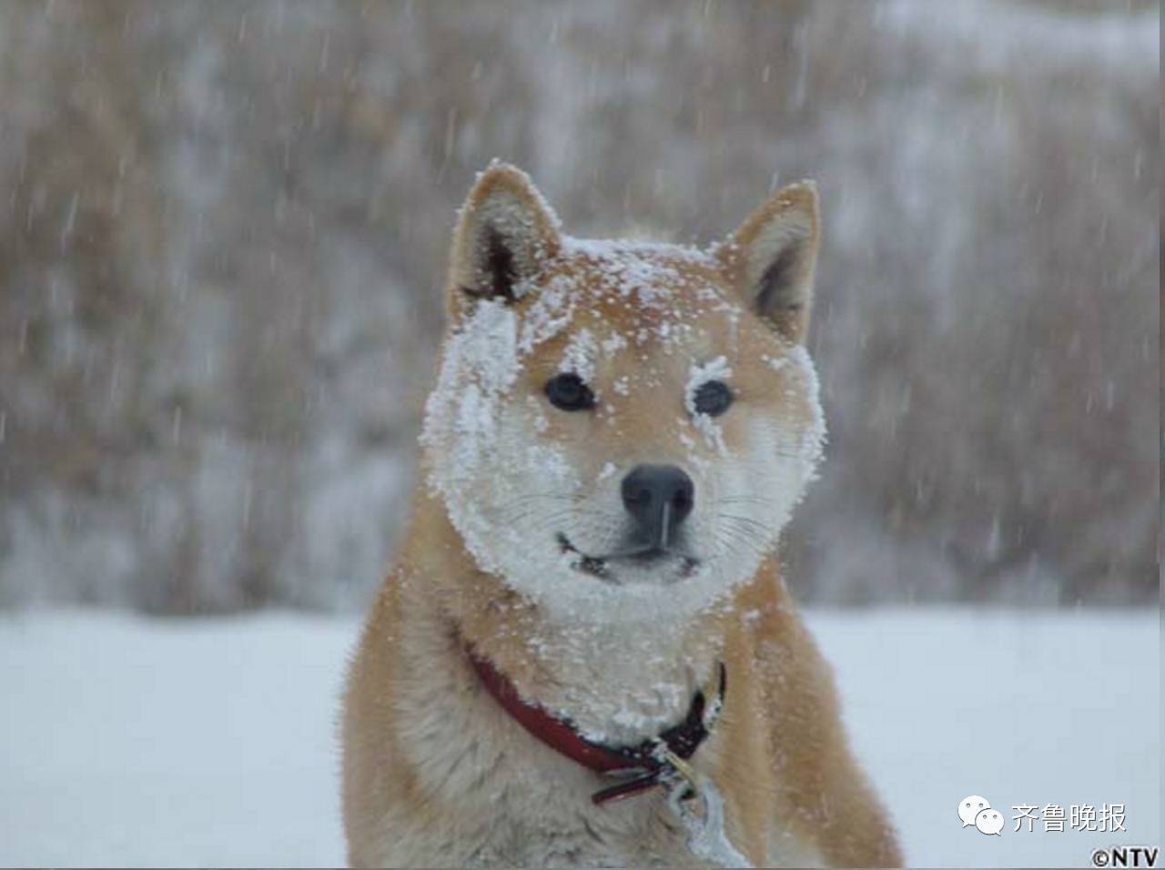 16歲表情包柴犬北登去世 日本網民集體哀悼