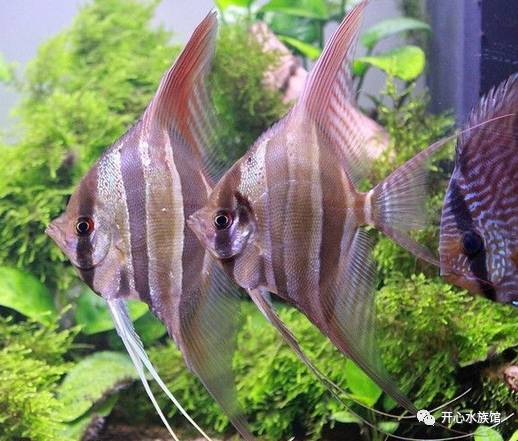 埃及神仙鱼饲养密度_埃及神仙鱼死亡密度_埃及神仙成鱼