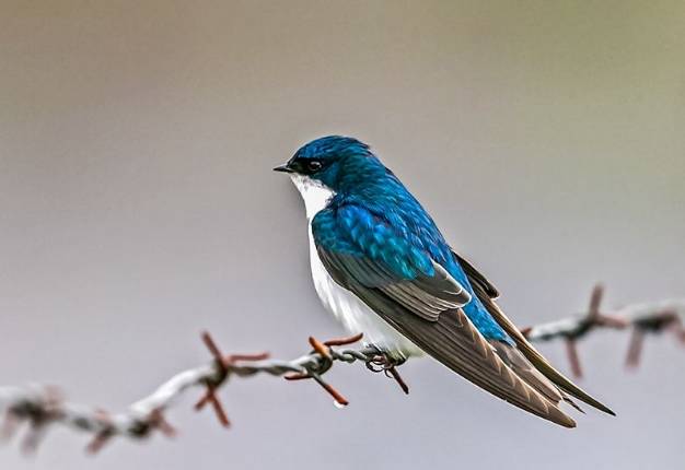实用篇：吃不完的燕窝保存学问大，小心化成一碗水！