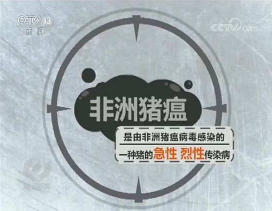 当前非洲猪瘟情况怎样99的散户该怎么办权威节目说