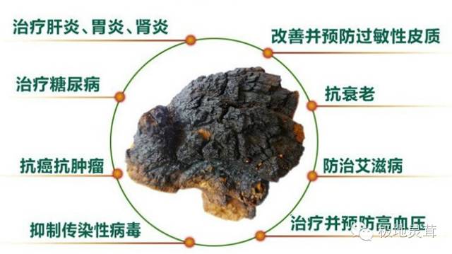 菌类的药用价值_菌类功效_菌类功效及营养价值/