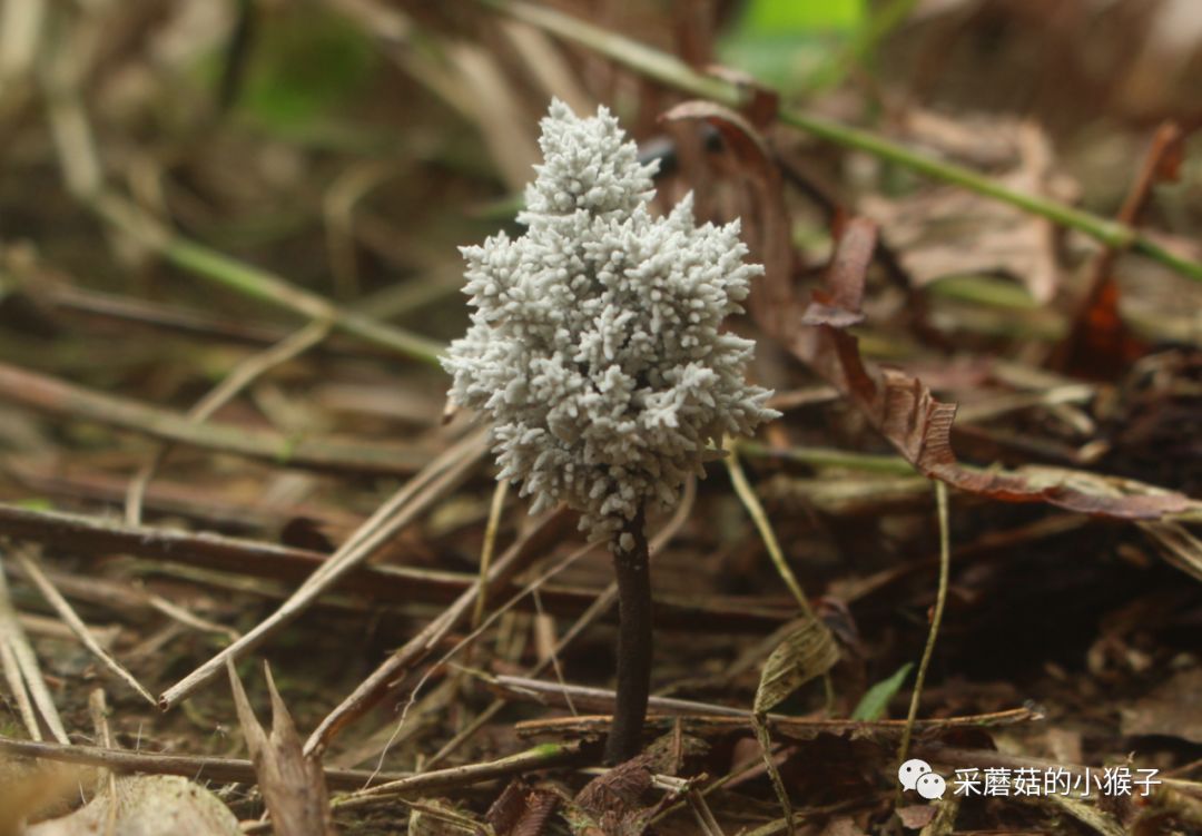 炭角菌属xylaria sp.