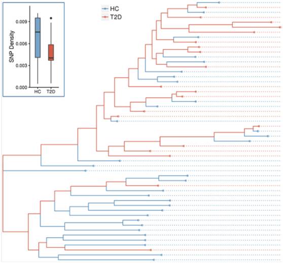 [昊阅读]2型糖尿病患者肠道宏基因组在拟杆菌coprocola上有特征性SNP分