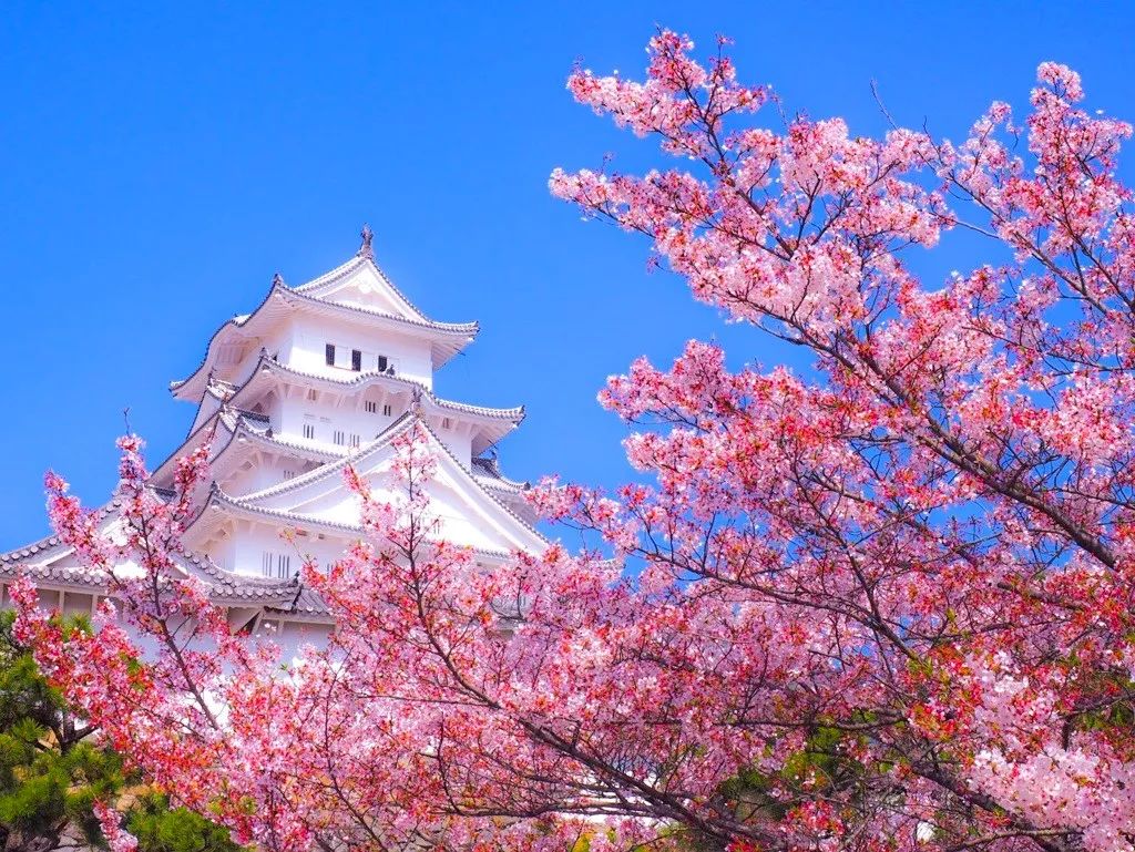 日本绝景樱花