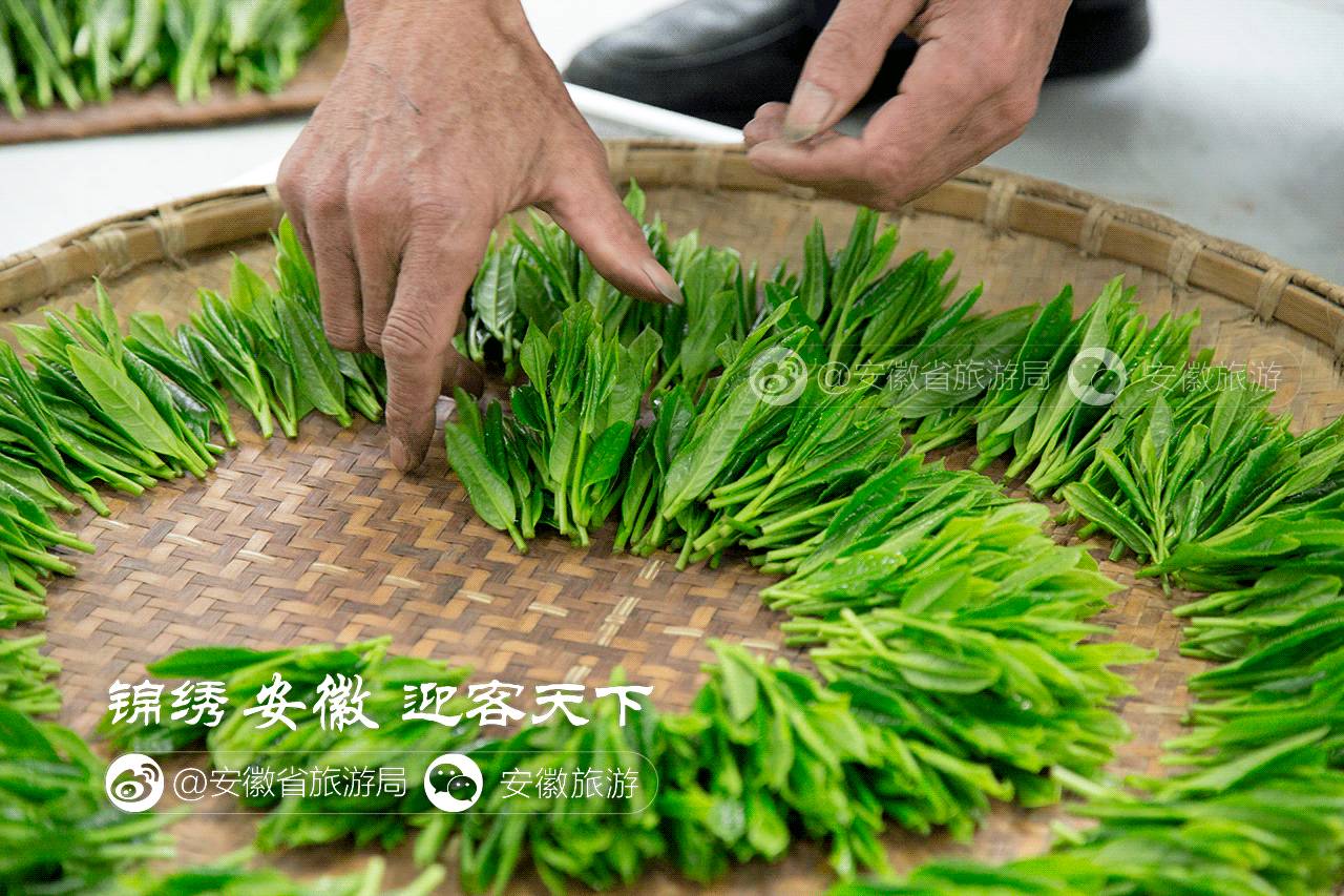 锦绣安徽 迎客天下|太平猴魁:绿茶中的王子