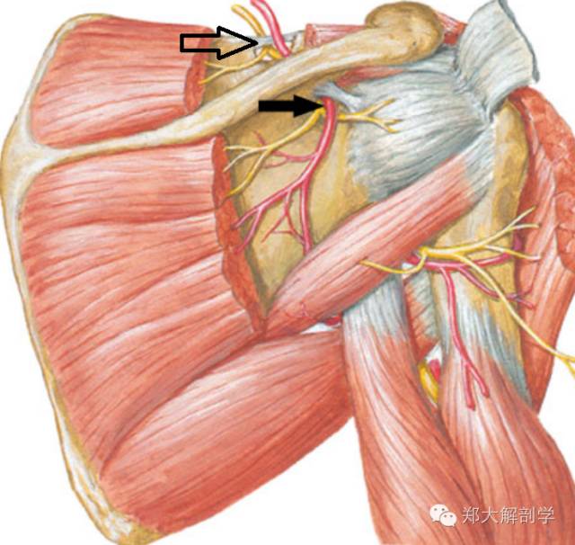 体表神经解剖:肩胛上神经及腋神经