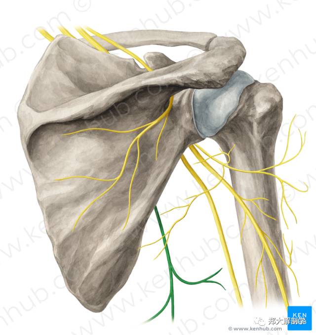 (4)胸背神经:(c6~8):起自后束,循肩胛骨外侧缘伴肩胛下血管下降,支配