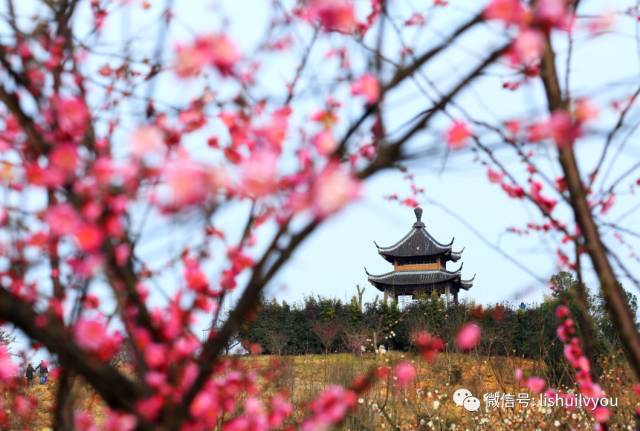 南京傅家边的梅花已经开成这样啦!一大波美图带你抢先看!