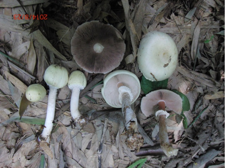 注意本市常见的这6种野生毒蘑菇切勿采摘食用