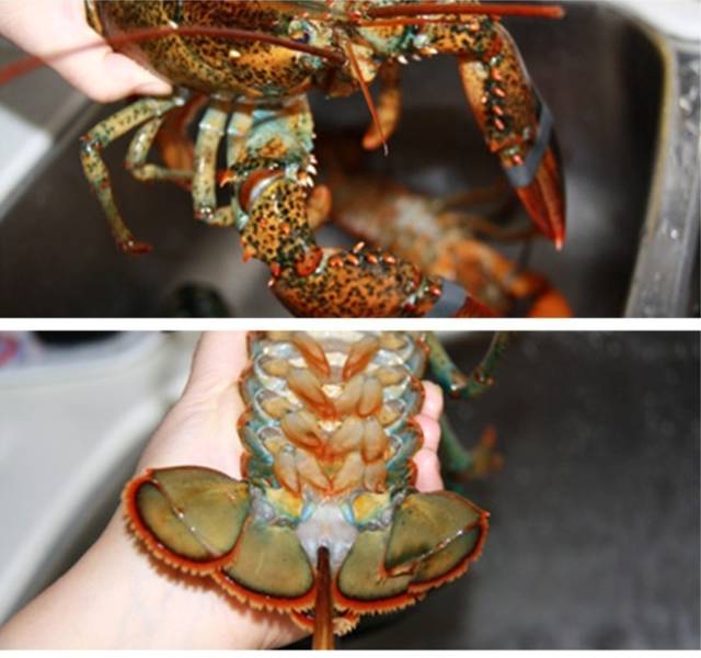 海吃买来一只波士顿大龙虾怎么处理