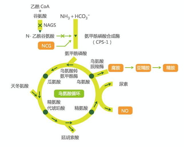 半衰期长,代谢稳定,具有广泛的生物学功能