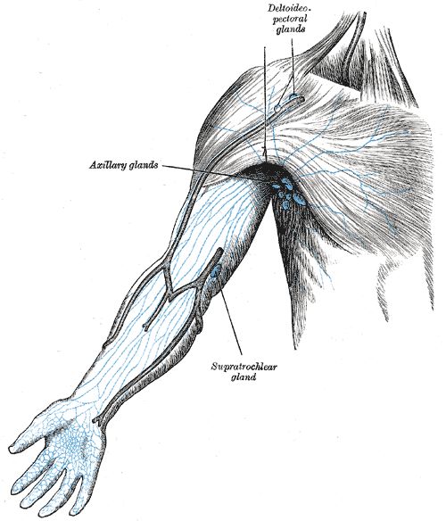 淋巴遍布全身,并通过淋巴管循环,图为手臂上的淋巴管