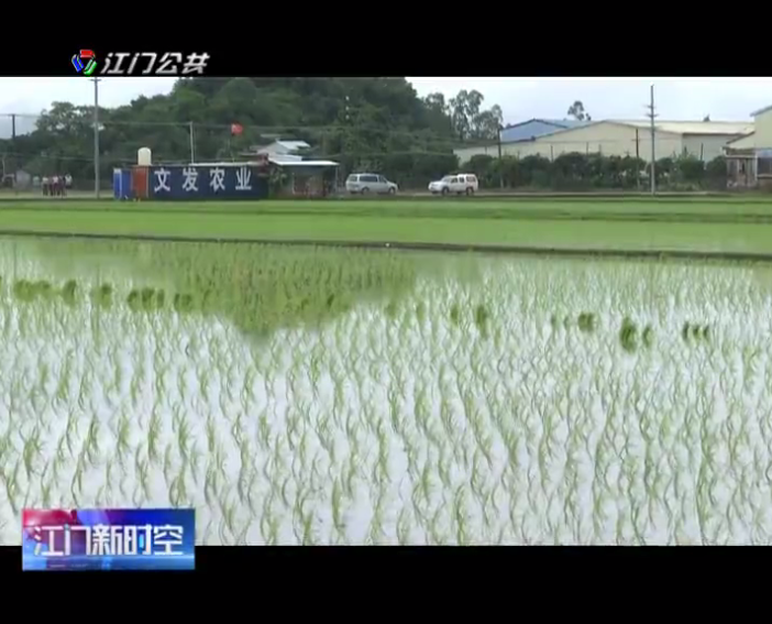 新会区三江镇水稻种植大户邓炳达今年在该镇沙仔岛,通过采用垦造水田