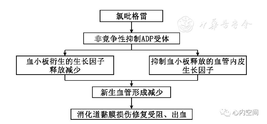 氯吡格雷致消化道损伤的机制