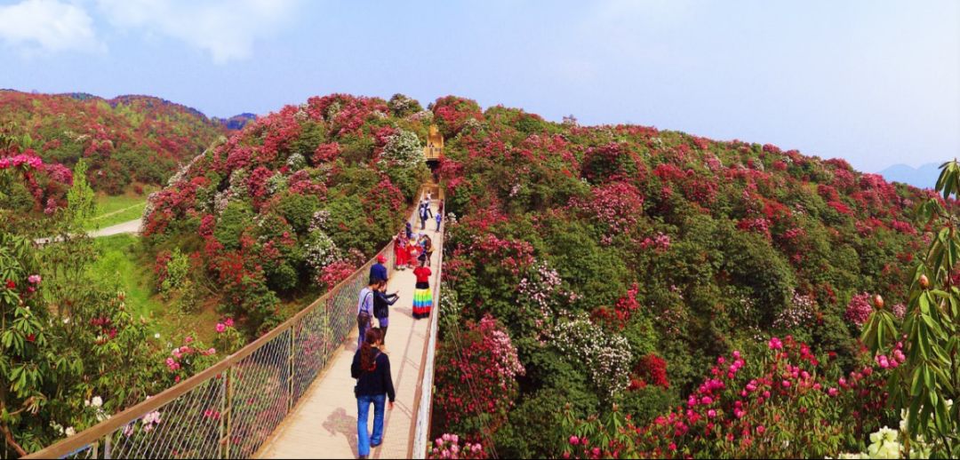 不去想了百里攻略旅游景区位于贵州省西北部,毕节市中部杜鹃掼的蛋图片
