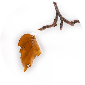 最后一片树叶Lihua