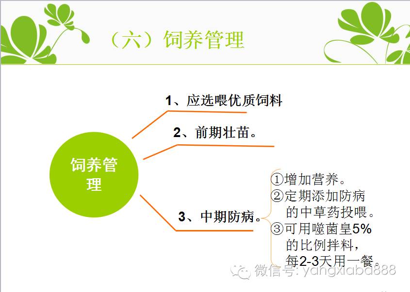 致富经虾_炒虾尾的虾是什么虾_致富虾真的