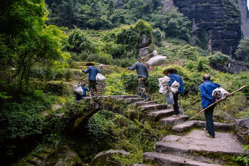 武夷山正岩产区山路难行,新采摘的鲜茶叶,要靠人力挑下山去.