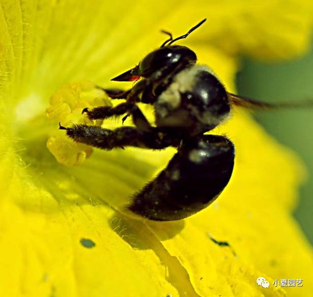 黑足熊蜂 bombus atripes