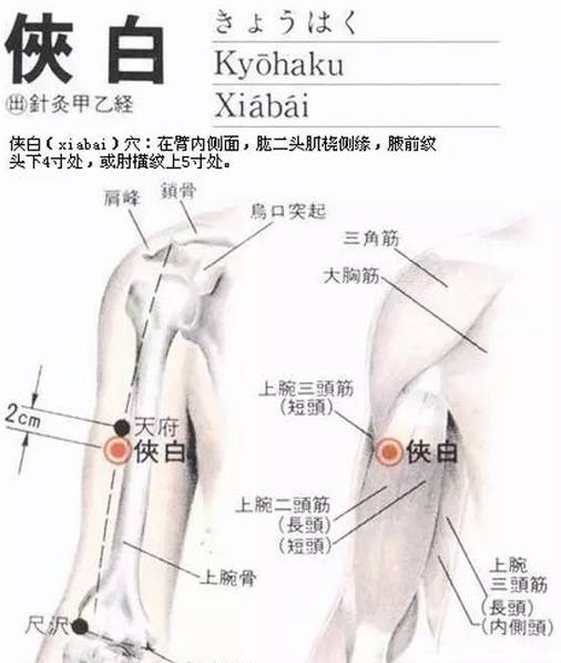 【图解侠白穴位的位置】 【侠白穴的位置】位于人体臂内侧面,肱二头肌