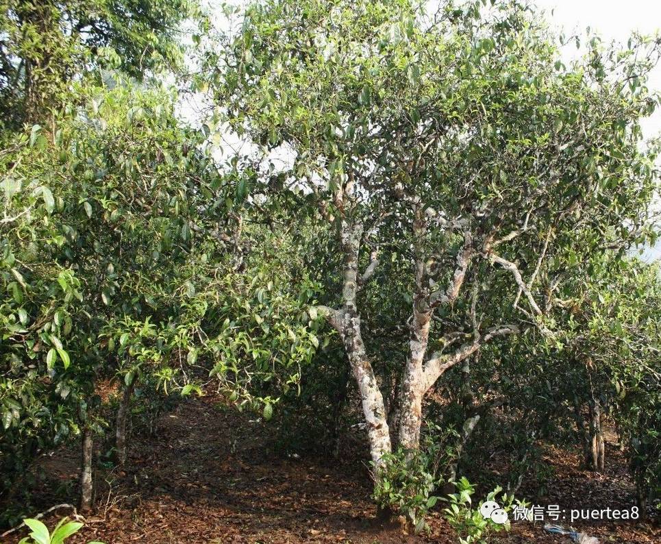 白沙河离刮风寨约15公里左右路程,白沙河与茶王树茶地中间隔有三家村