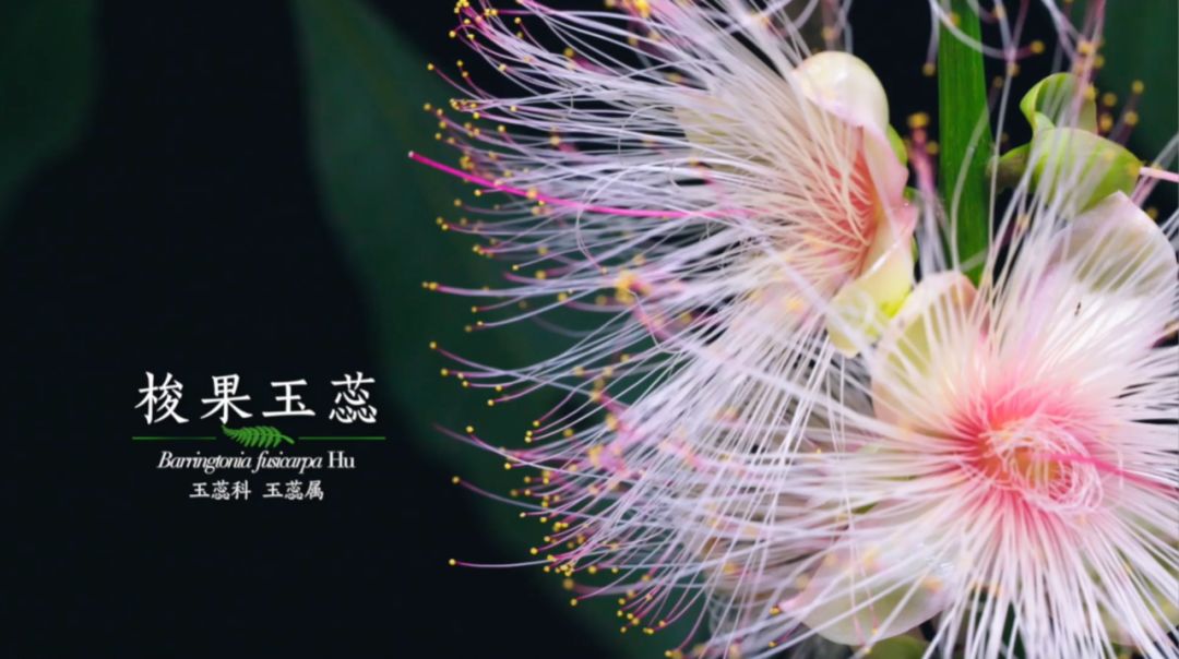 2019年9月《影响世界的中国植物》纪录片在cctv9上线,豆瓣评分8.8分.