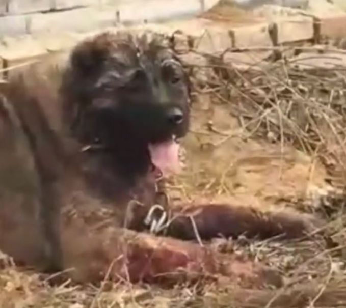 疯狂的小狗犬王争霸赛血腥暴力金钱这些狗一出生就注定是野蛮人取乐的