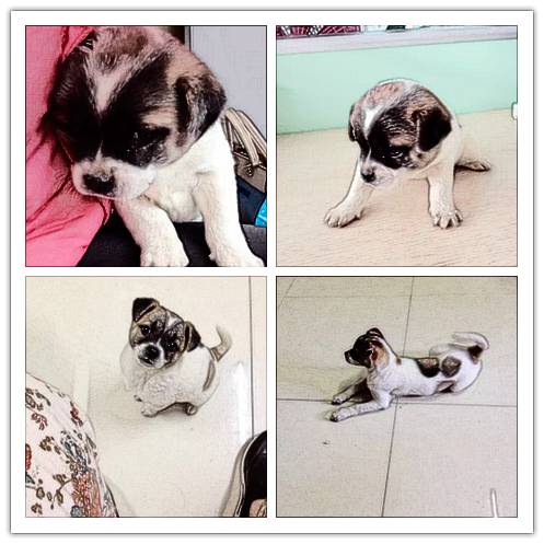 看了这个故事,你还会以怀孕为由把狗狗送走吗?-怀孕期