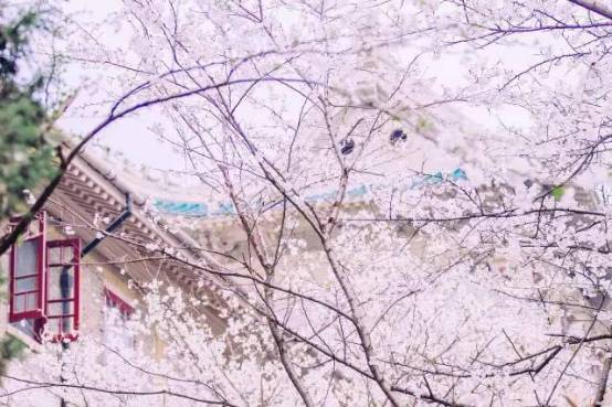 “坐擁珞珈山、環(huán)繞東湖水”，有著中國最美大學(xué)之稱的武大，中西合璧的宮殿式早期建筑群古樸典雅，也讓武大充滿了神秘感。