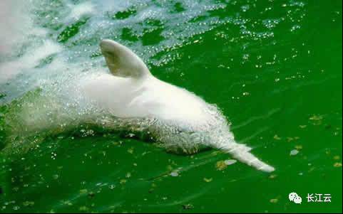 洪湖國(guó)家級(jí)自然保護(hù)區(qū)