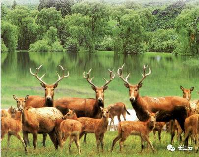 長(zhǎng)江天鵝洲白鱀豚國(guó)家級(jí)自然保護(hù)區(qū)