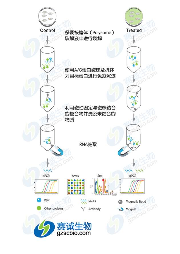 rip的实验方法是通过特定抗体将蛋白与其结合的rna捕获,提取rna进行