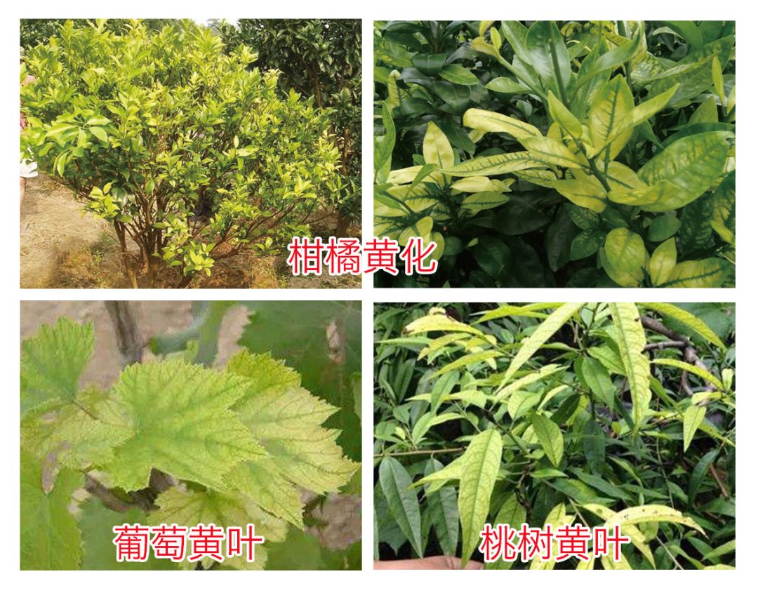 点文末"阅读原文"→申请"菌王挑战赛"防控果树黄化病公益名额!