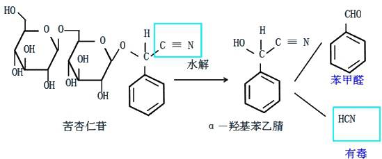 苦杏仁苷水解后可产生氢氰酸(hcn),对呼吸中枢起镇静作用,故少量服用