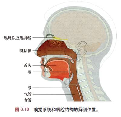 感觉变化的真相:听觉,视觉,味觉及嗅觉